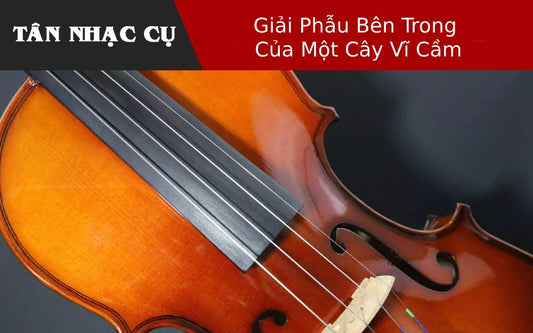 Giải Phẫu Bên Trong Của Một Cây Vĩ Cầm