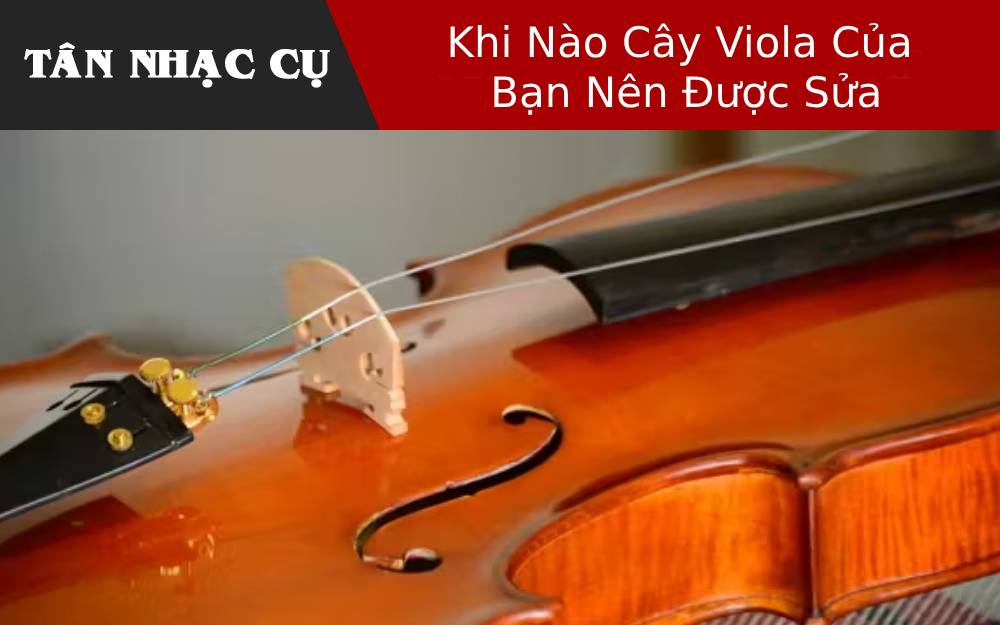 Khi Nào Cây Viola Của Bạn Nên Được Sửa