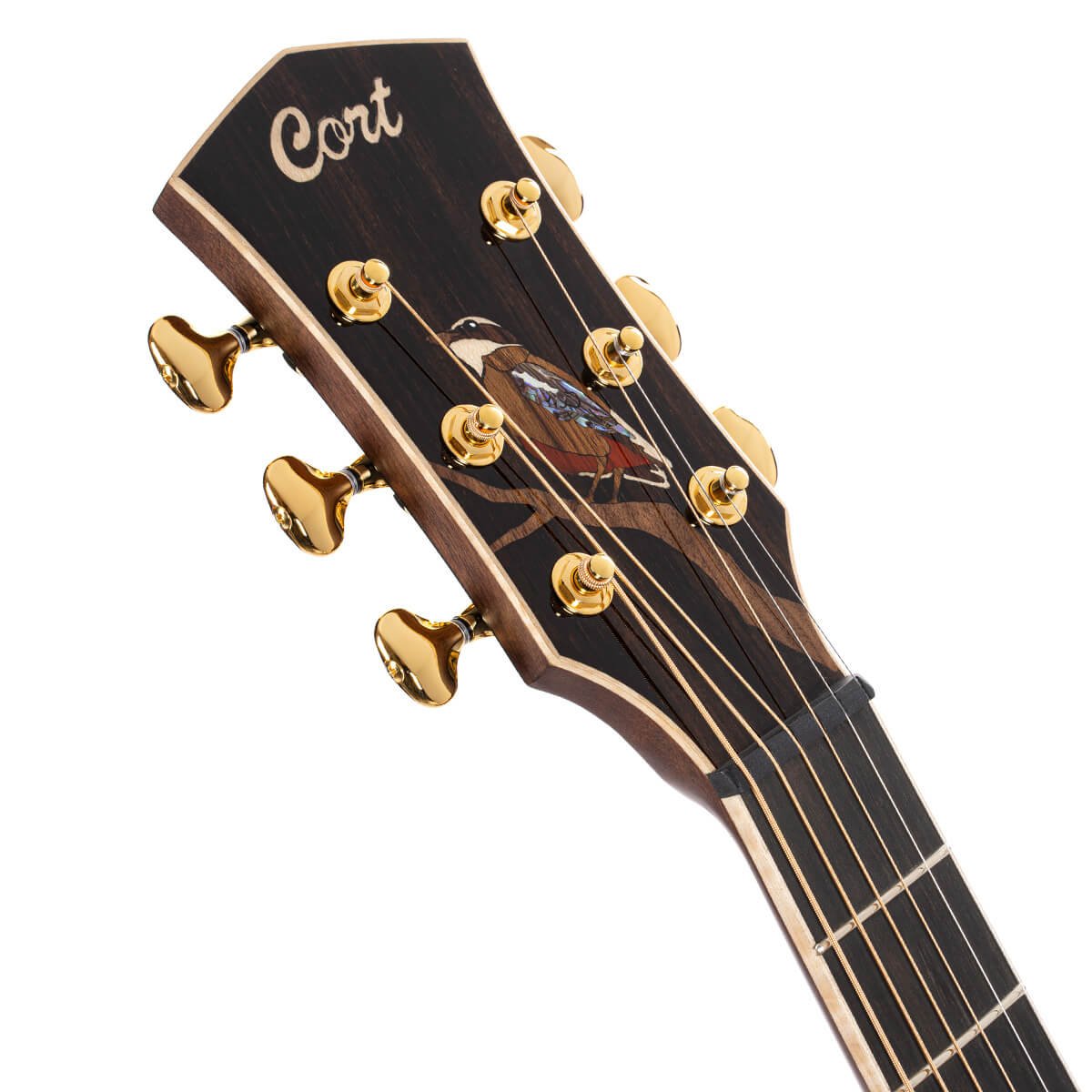 Đàn guitar acoustic điện Cort Little Forest Angel màu Natural Gloss – cận đầu đàn và logo Cort